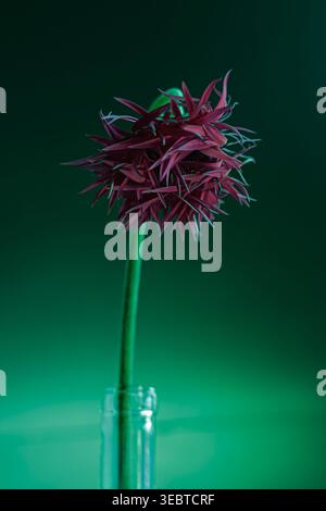 Vibrant red spiky flower on a bright green background. High contrast pop art style floral composition for bold design. Stock Photo