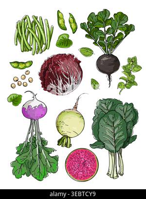 Vector sketch food. Vegetables and herbs. Artichoke, cabbage, lettuce, black radish, beans, soybeans Stock Vector