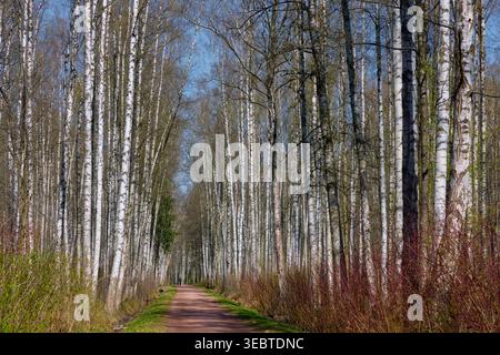 a path through a birch thicket in a spring park at sunset, fresh foliage, white tree trunks Stock Photo