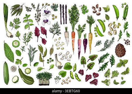Food vector icons color sketch. Herbs, spices, vegetables, nuts, herbs. Carrots, basil, peas Stock Vector