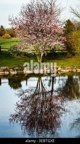 Pink cherry blossom tree reflected in calm pond water, spring garden Germany Stock Photo