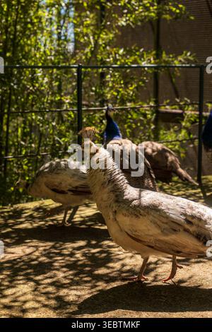 A small group of peafowl stands in dappled sunlight in Madeira, with a white peahen in front and blue green peacocks behind in a shaded garden or zoo Stock Photo