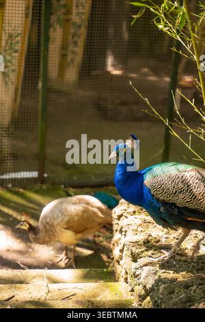 A blue peacock stands on a sunlit stone ledge as a pale peahen forages below in a Madeira aviary with mesh fencing and bamboo like foliage in warm aft Stock Photo