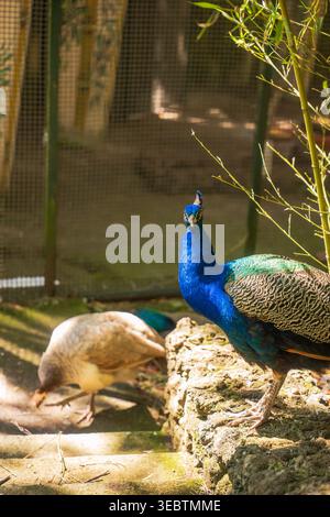 A peacock stands alert on a sunlit stone ledge as a peahen forages behind it in a mesh habitat in Madeira. Dappled light filters through bamboo like b Stock Photo