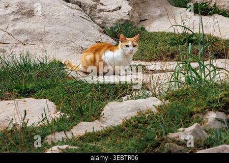 Ginger and white cat sitting on sandy ground with patches of grass, Stock Photo