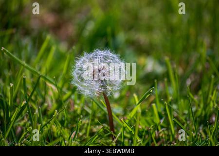 Delicate dandelion seed head in morning sunlight on fresh green grass Stock Photo