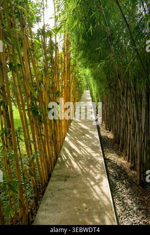 A narrow concrete path stretches through a dense alley of yellow and green bamboo, with sunlight casting soft shadows on the ground in a peaceful trop Stock Photo