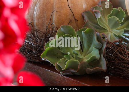 A close-up shot of green echeveria succulents with ruffled edges arranged next to a large pumpkin on a wooden surface, featuring a blurry red floral f Stock Photo