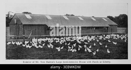 Mr. Tom Barron's semi intensive poultry farm features a long barn and a large flock of white chickens openly grazing outdoors, showing early 20th century poultry farming methods. Wright's book of poultry by Lewis Wright, 1838-1905; Sidney Herbert Lewer, Published 1912 Stock Photo