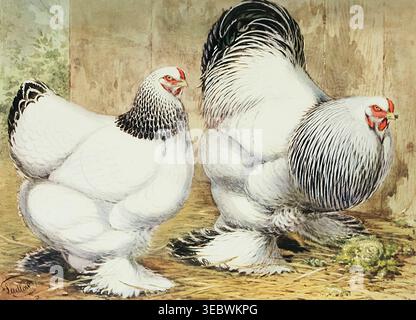 Light Brahma hen and rooster illustration showing classic fluffy poultry standing on straw against a rustic wooden background, vintage natural historystyle farm study. Wright's book of poultry by Lewis Wright, 1838-1905; Sidney Herbert Lewer, Published 1912 Stock Photo