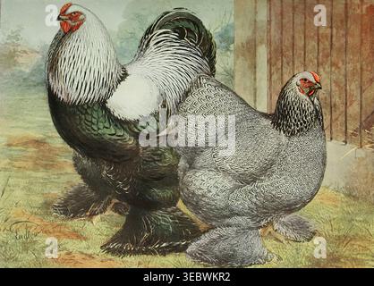 Dark Brahmas chicken breeds standing on a farm, an antique illustration showcasing the distinctive plumage and robust form of a rooster and hen from a vintage educational book. Wright's book of poultry by Lewis Wright, 1838-1905; Sidney Herbert Lewer, Published 1912 Stock Photo
