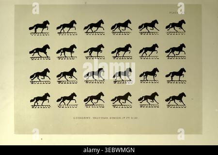 Vintage scientific illustration showing a sequence of horse movements, capturing different phases of trotting gait as part of a motion study on a pale background. The horse in motion as shown by instantaneous photography, with a study on animal mechanics founded on anatomy and the revelations of the camera, in which is demonstrated the theory of quadrupedal locomotion by Jacob Davis Babcock Stillman, 1819-1888; Eadweard Muybridge, 1830-1904 published 1882 Stock Photo