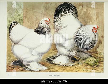 Light Brahma hen and rooster illustration showing classic fluffy poultry standing on straw against a rustic wooden background, vintage natural historystyle farm study. Wright's book of poultry by Lewis Wright, 1838-1905; Sidney Herbert Lewer, Published 1912 Stock Photo