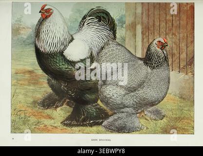 Dark Brahmas chicken breeds standing on a farm, an antique illustration showcasing the distinctive plumage and robust form of a rooster and hen from a vintage educational book. Wright's book of poultry by Lewis Wright, 1838-1905; Sidney Herbert Lewer, Published 1912 Stock Photo