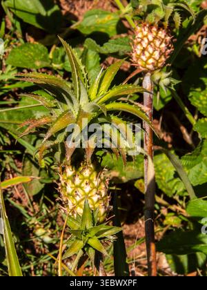 Close-up of a small ornamental pineapple, known as Ananas nanus, growing in a garden in Marilia, Sao Paulo, Brazil. This tropical bromeliad is widely Stock Photo