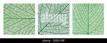 Tree leaf veins vector textures, closeup cells background. Vector green tree leaf organic texture. Science or eco poster, environment bg, textile print. Square macro view of green natural leaves Stock Vector