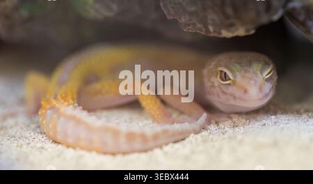 A close-up portrait of a captive Leopard Gecko resting beneath a rocky shelter on pale sand. Stock Photo