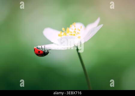Ladybug on anemone flower macro shot, delicate red insect clinging to white petal, soft green bokeh background, morning light, gentle shadows, fresh pollen Stock Photo