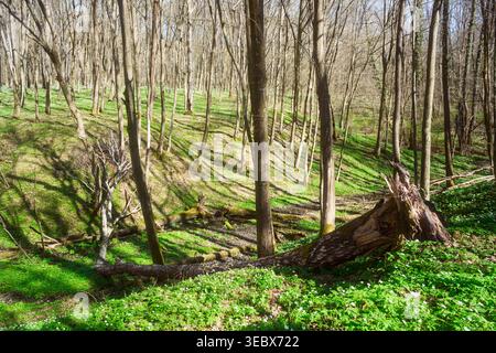 Spring forest covered by white anemone flowers. Old dead tree fallen in small forest brook Stock Photo