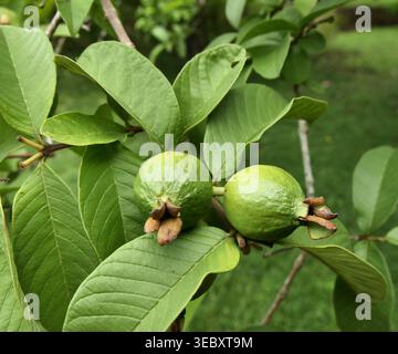 Two common guava fruits ripenning on tree branches of Psidum guajava. Tropical fruit production and green background Stock Photo