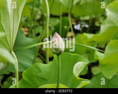 Unique lotus flower bud among green foliage. Botanical background of water garden Stock Photo