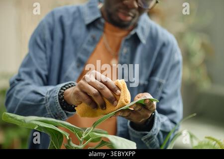 Black Man Cleaning Houseplant Leaves for Home Care Routine Stock Photo