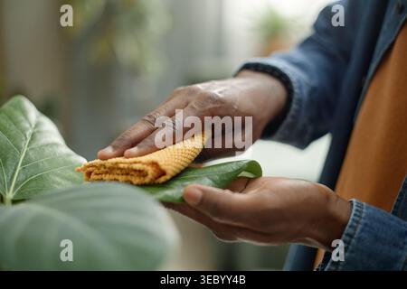 Black Adult Person Cleaning Houseplant Leaves for Home Care Stock Photo