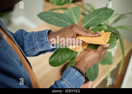 Black Man Cleaning Houseplant Leaves for Home Care Routine Stock Photo