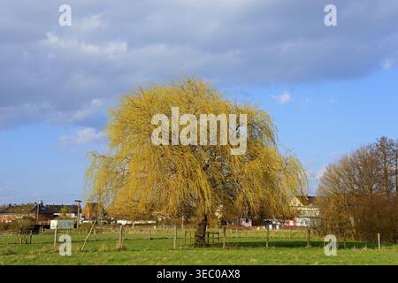 Large willow tree on a green meadow under a partly cloudy sky, Willow, Ilsede, Lower Saxony, Germany Stock Photo