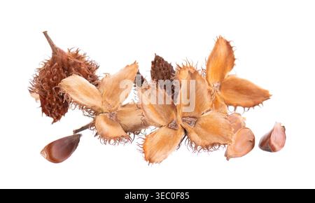 Beechnuts seeds isolated on white background. European beech nuts or Fagus sylvatica. Clipping path Stock Photo