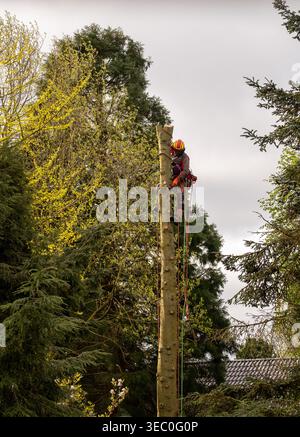 Professional arborist cutting tree with chainsaw using ropes and safety gear, tree removal service, forestry work at height in outdoor environment Stock Photo