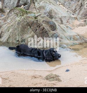 An English Working Cocker Spaniel lying down in a pool of seawater on Fistral Beach in cold chilly weather conditions in Newquay in Cornwall in the UK Stock Photo