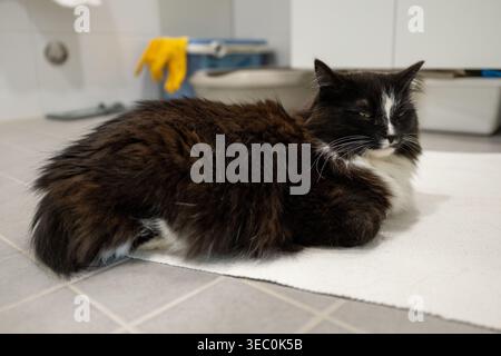 Black and white cat on floor in home interior cute pet portrait scene Stock Photo