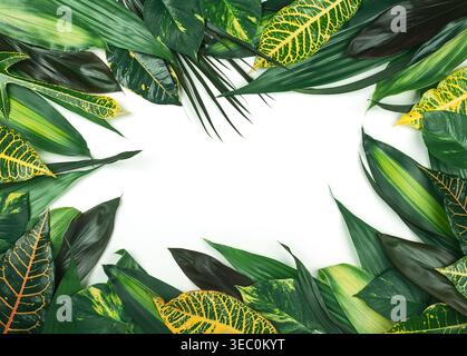 Assortment of fresh tropical leaves on white background. Summer concept with leaves pattern. Flat lay with copy space. Stock Photo