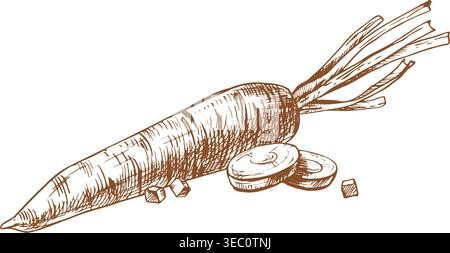 Hand drawn carrot illustration in ink sketch style. Graphic line art vegetable crop for organic food store logo, cooking recipe or restaurant menu Stock Vector