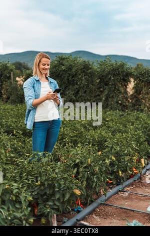 Farmer woman using smartphone in pepper field with drip irrigation system Perfect for agriculture themes. Stock Photo
