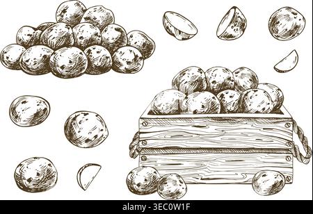 Hand drawn baby potato vegetable illustration. Ink sketch collection of raw tubers in wooden crate. Graphic line art set for agricultural market Stock Vector