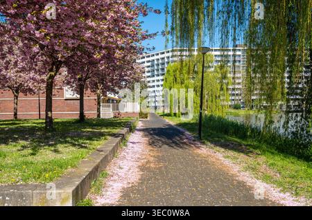 Amsterdam Zuidoost Bijlmer District Cityscape with Cherry Blossom in The Springtime Stock Photo