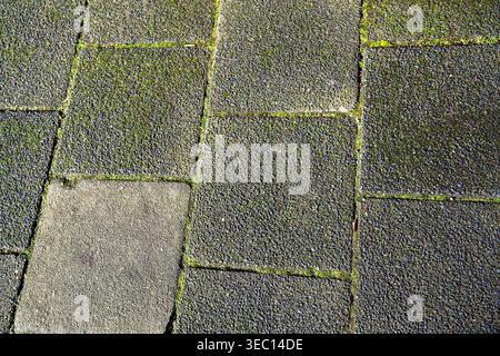 High angle view of aged stone pavers with natural green moss growing in cracks. This authentic weathered texture represents heritage and biophilic urb Stock Photo