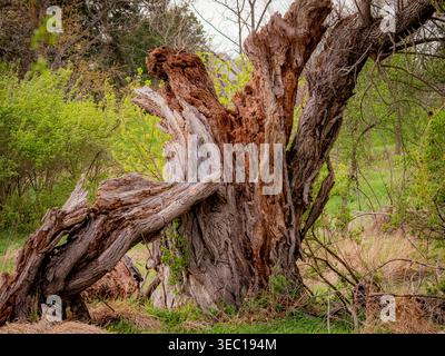 Dramatic view of a large split old growth tree trunk showing raw splintered wood internal rot and rough bark in a spring forest setting Stock Photo