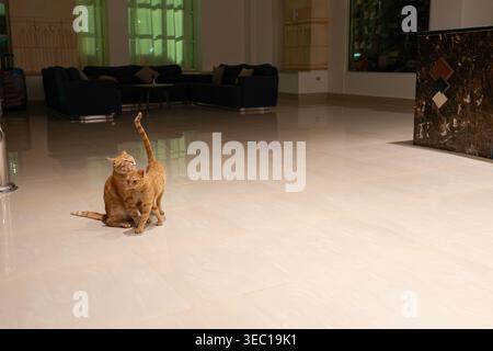 Marsa alam, egypt 21 april 2026: two ginger cats cuddling on shiny marble hotel lobby floor, warm affectionate bond reflected in elegant, peaceful res Stock Photo