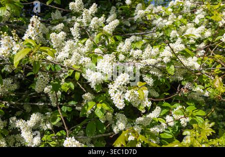 Blossom clusters called racemes Bird cherry tree flowers, Prunus padus, Shottisham, Suffolk, England, UK Stock Photo