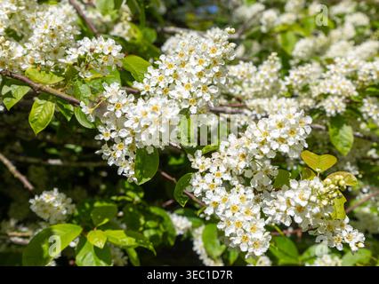 Blossom clusters called racemes Bird cherry tree flowers, Prunus padus, Shottisham, Suffolk, England, UK Stock Photo