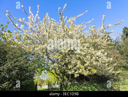 Flowering Wild cherry tree, Prunus avium,  also called Sweet cherry, Shottisham, Suffolk, England, UK Stock Photo