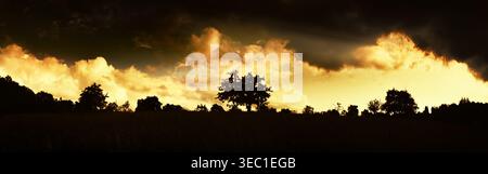 Silhouettes of trees on the horizon against a very dramatic golden high contrast sky. Rural panoramic dark moody landscape. Stock Photo