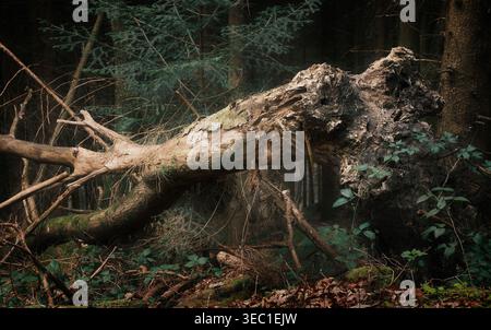 Dead fallen tree in dark moody woodland. A fallen tree trunk in a forest with melancholic mood. Stock Photo