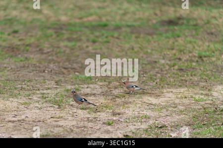 A family of jays collect twigs from the ground for their nest. Stock Photo