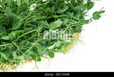 Pea shoots growing with verdant leaves, offering healthy, fresh, edible microgreens Stock Photo