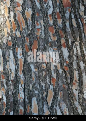 Textured pine bark with peeling surface in gray and orange tones as natural background. Close up. Copyspace. Stock Photo