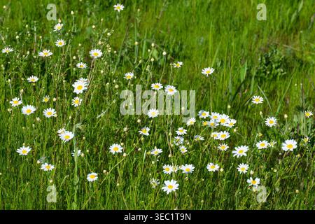 Wild daisies blooming in lush green meadow, spring nature background with white flowers Stock Photo